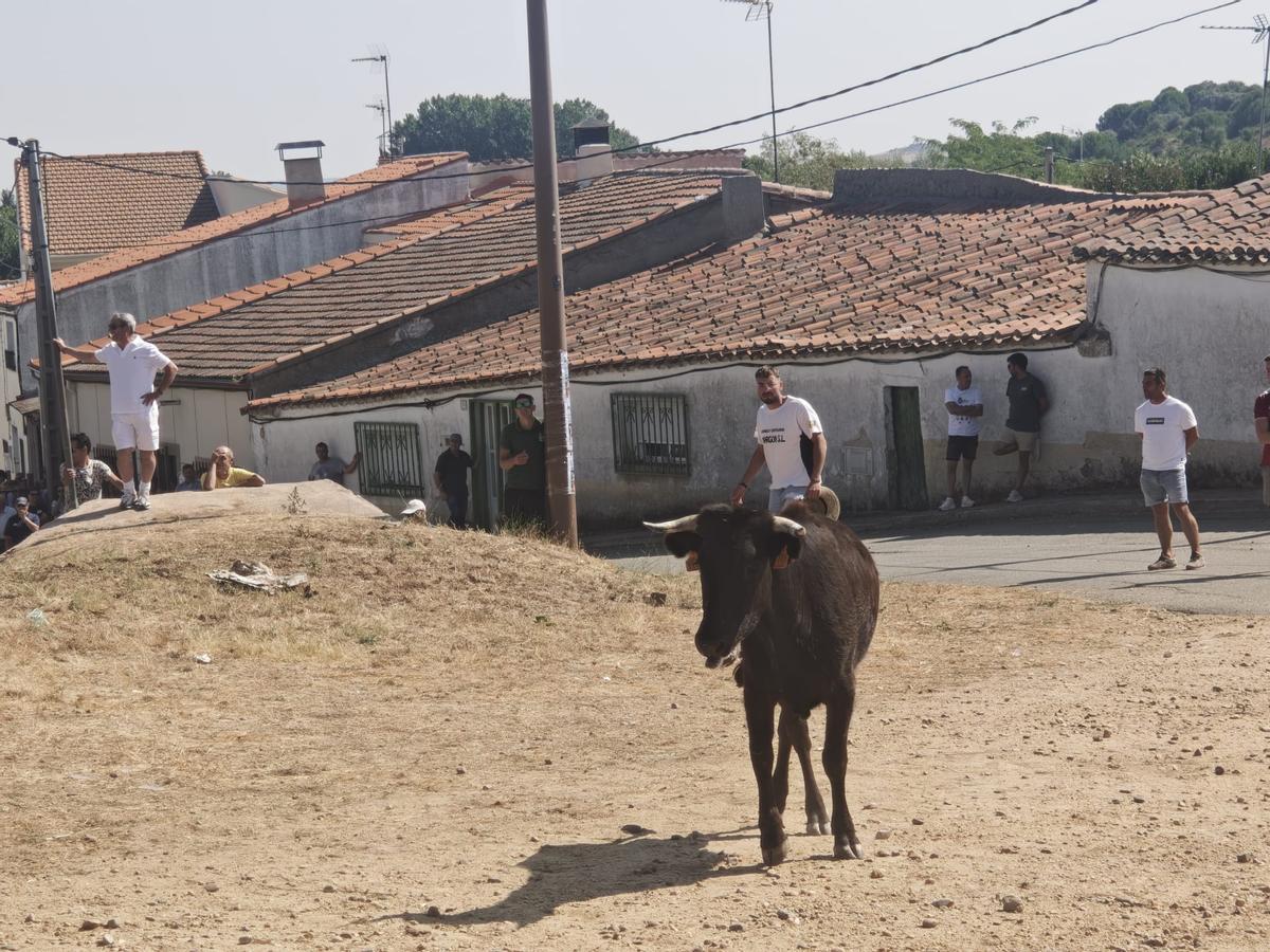 Unos toros "reservones" y unas vacas "muy bravas" ponen el broche a las fiestas de El Maderal Unos toros "reservones" y unas vacas "muy bravas" ponen el broche a las fiestas de El Maderal