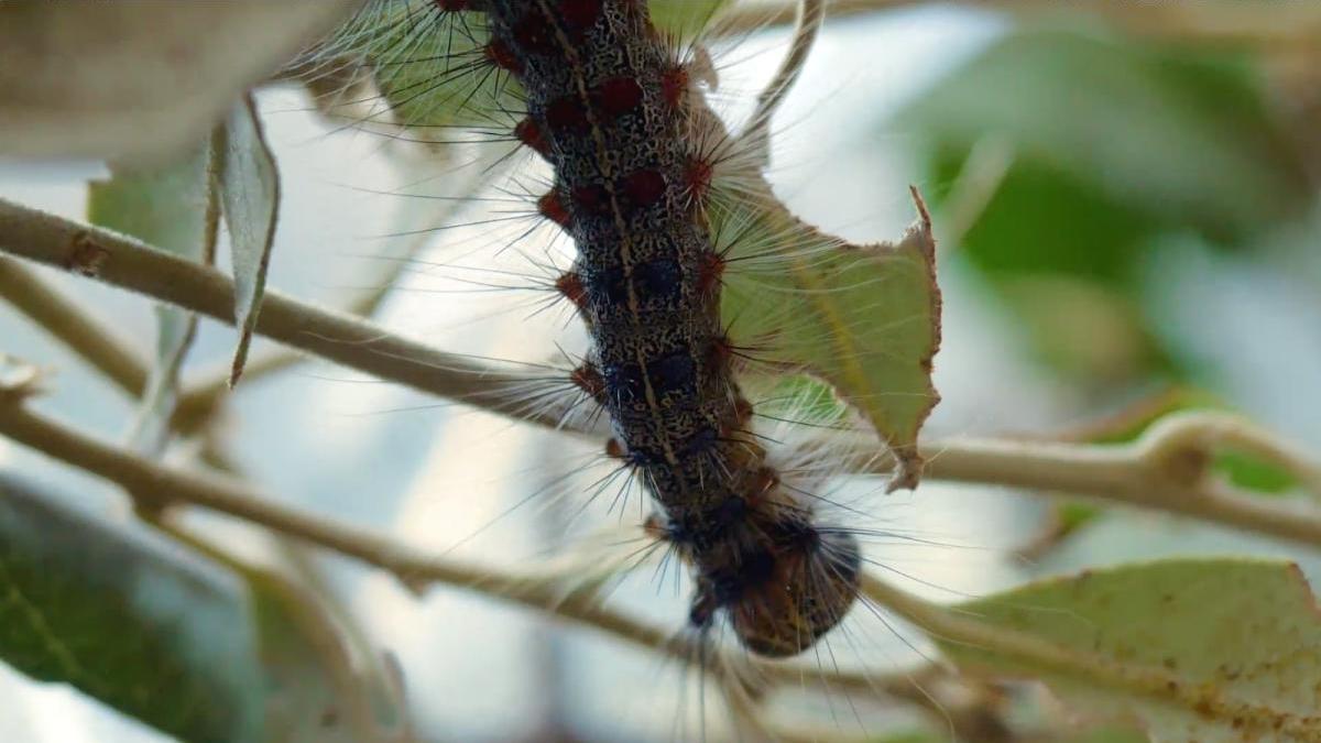 La oruga de la encina provoca numerosos daños a estos árboles abundantes en Mallorca.