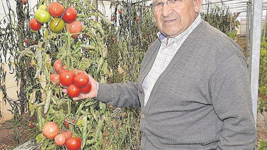 Una clase de tomate ‘made in Moncofa’