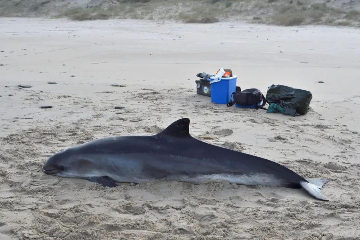 Una marsopa, varada en una orilla española