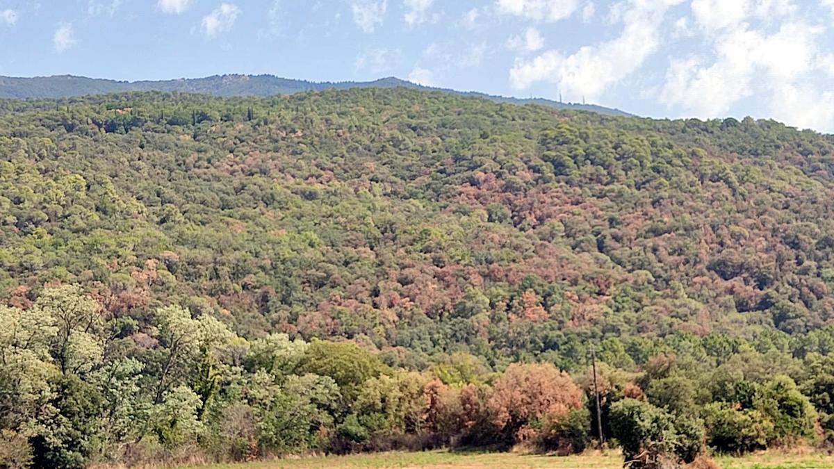 Un dels boscos amb diversos arbres marrons afectats per la sequera