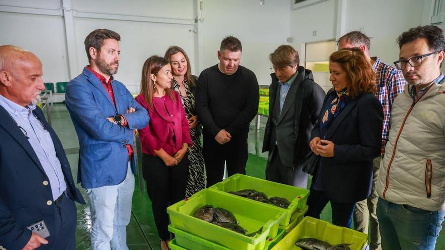 La Xunta moderniza el sector del mar: pujar desde el móvil y una lonja virtual gallega