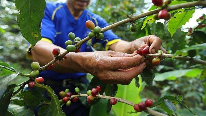 Café cultivado por excombatientes de las FARC recibe premio ante la ONU