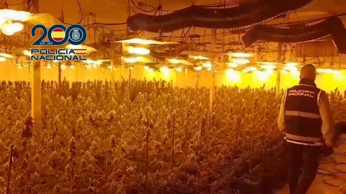 Plantación de marihuana intervenida por la Policía en Massanassa.