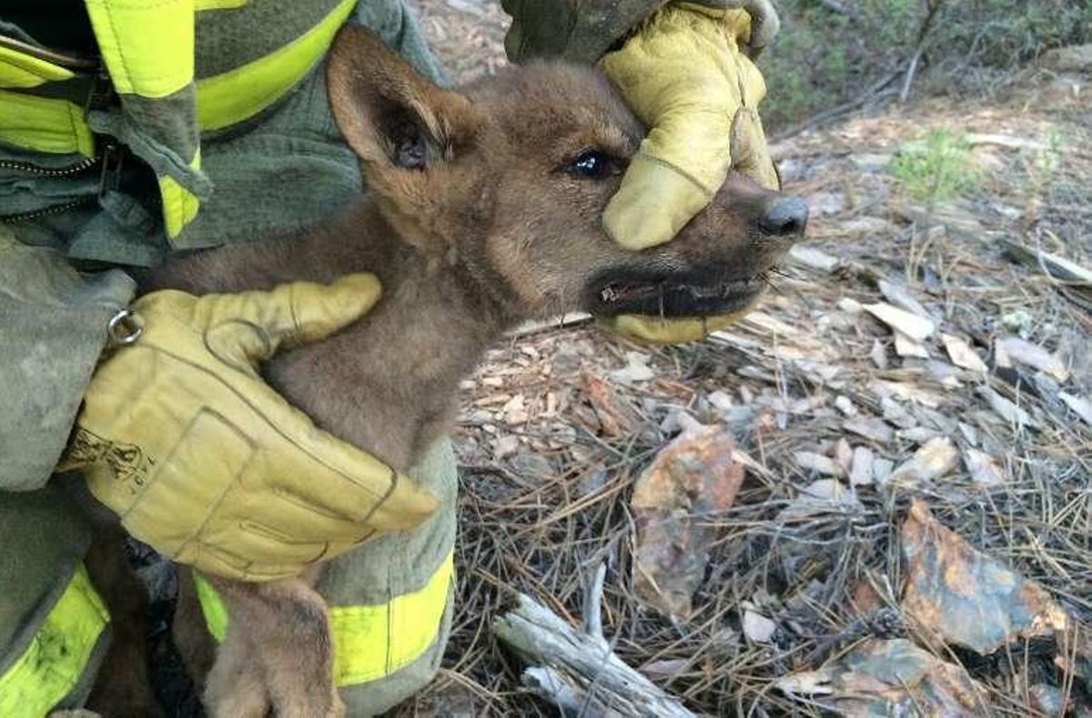 El lobo huérfano del incendio de Latedo