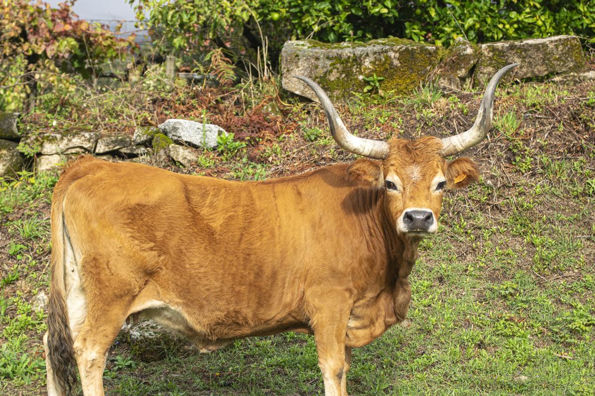 Las vacas cachenas de la Sierra de Xurés