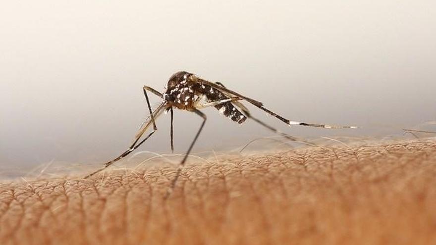 Los expertos prevén que el mosquito tigre llegará a estar activo todo el año