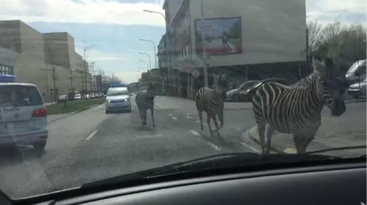 Tres cebras perdidas en las calles de Bruselas.