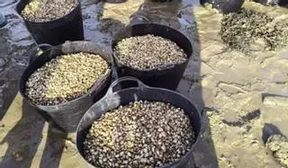 La Cofradía de Vilanova siembra 350.000 unidades de almeja babosa en sus bancos