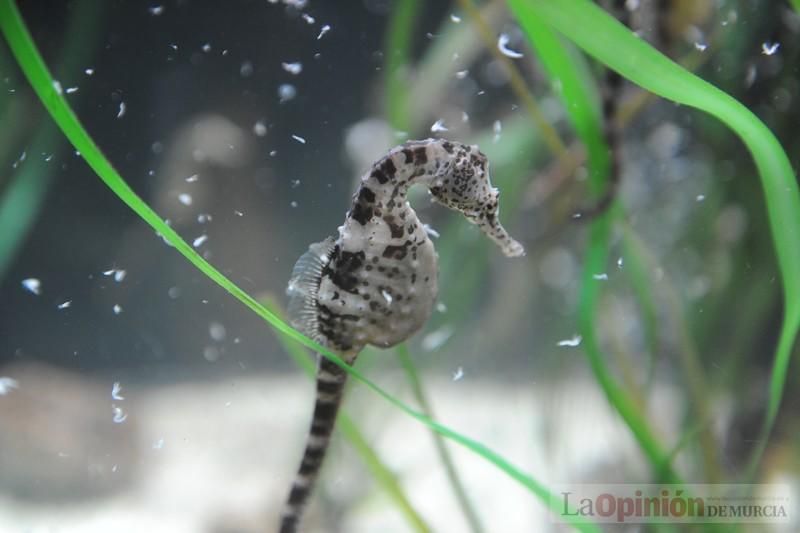 El acuario de la UMU albergará las especies emblemáticas del Mar Menor