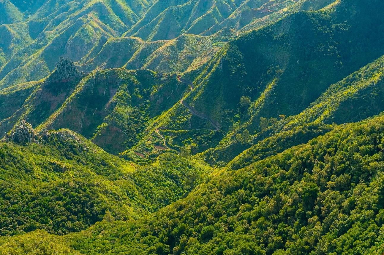 El Bosque encantado de Anaga es uno de los bosques más antiguos de Europa