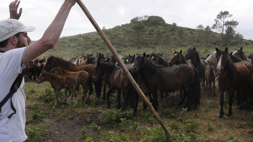 Las infraestructura eólica se situaría en el área de campeo de cinco manadas. |  // BERNABÉ/JAVIER LALÍN