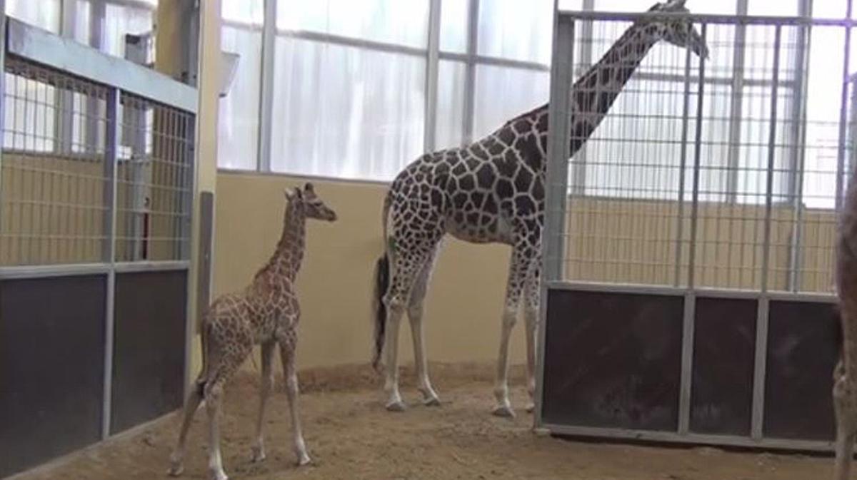La girafa Nuru cuida el seu fill, una cria de girafa que va néixer el mes de juliol passat al Zoo de Barcelona.