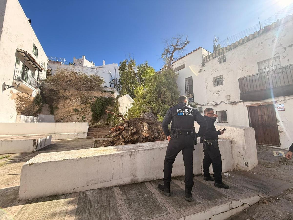 El árbol caído sobre la casa en sa Penya.
