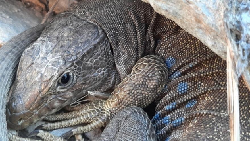 La historia de un lagarto único en el mundo que habita en la Isla de Escombreras