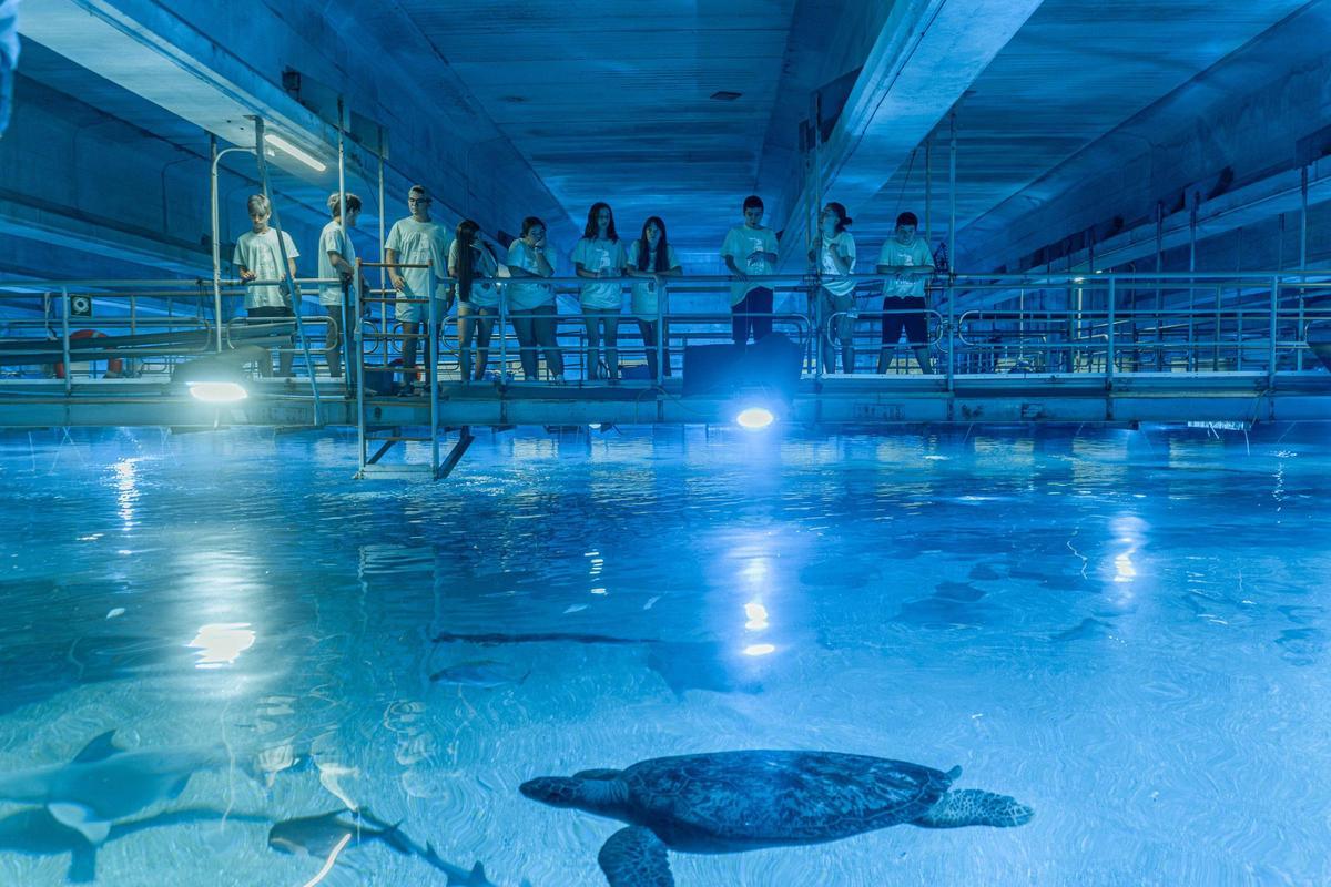 Escolars visitant el túnel dels oceans de l'Oceanogràfic de València.