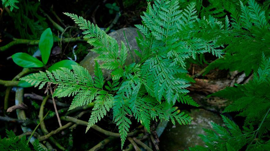 Los helechos son un claro exponente de las plantas primitivas.