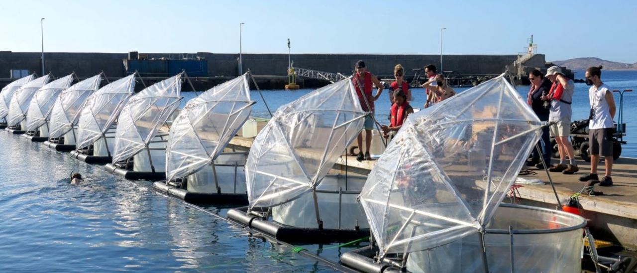 Los investigadores de GEOMAR toman muestras de agua de la costa de Taliarte, junto a los investigadores de la ULPGC en sus mesocosmos.