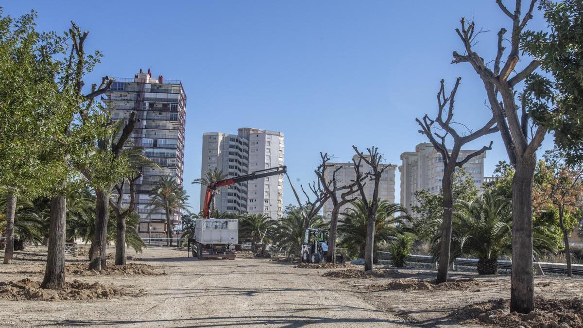 Melias replantadas en el parque de Sergio Melgares desde su ubicación en la avenida Constitución