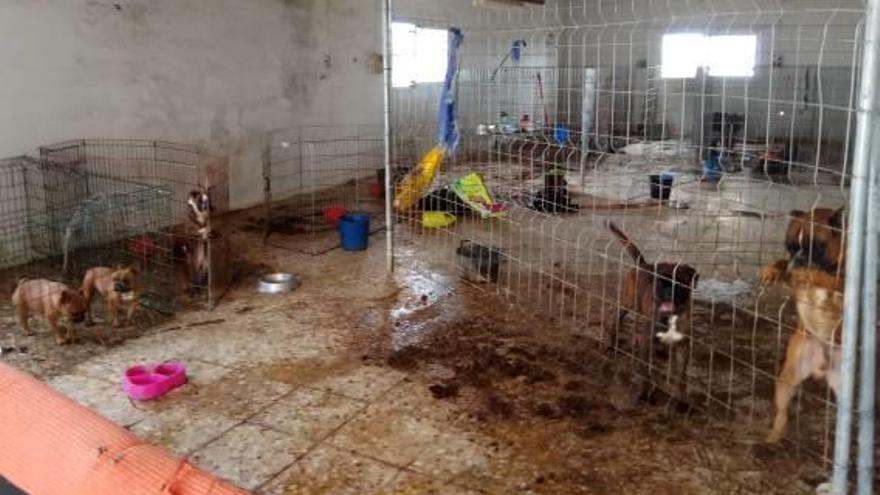 Retiran once perros en Elche a la misma pareja contra la que los agentes ya actuaron en Alicante
