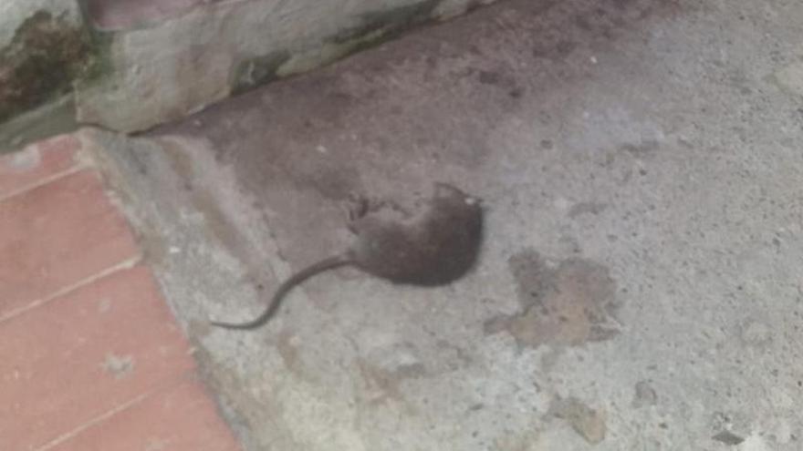 Una rata muerta en el interior de una casa de Les Barraques.