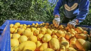 Podemos exige frenar las importaciones de limón