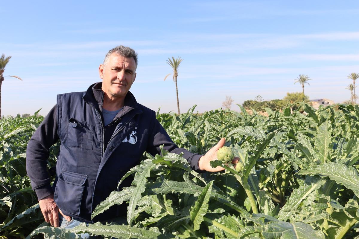 El agricultor ilicitano Álvaro Boix en uno de sus cultivos de Asprillas