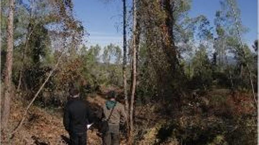 Inspección a la zona de la tala en la parcela.