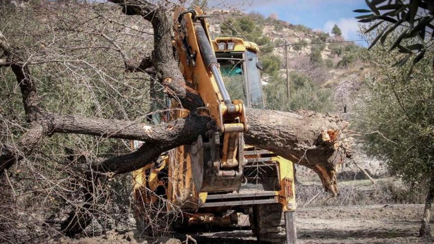 La Xylella obliga a arrancar 1 de cada 4 almendros en el norte de la provincia