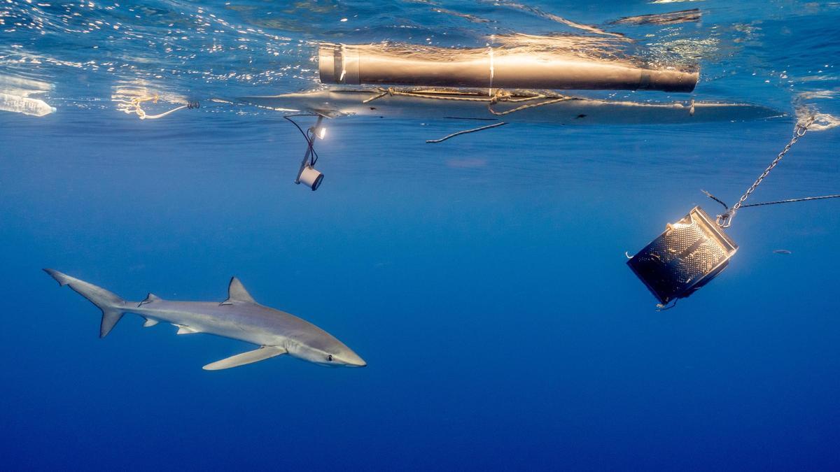 Tintorera ©Shark Med