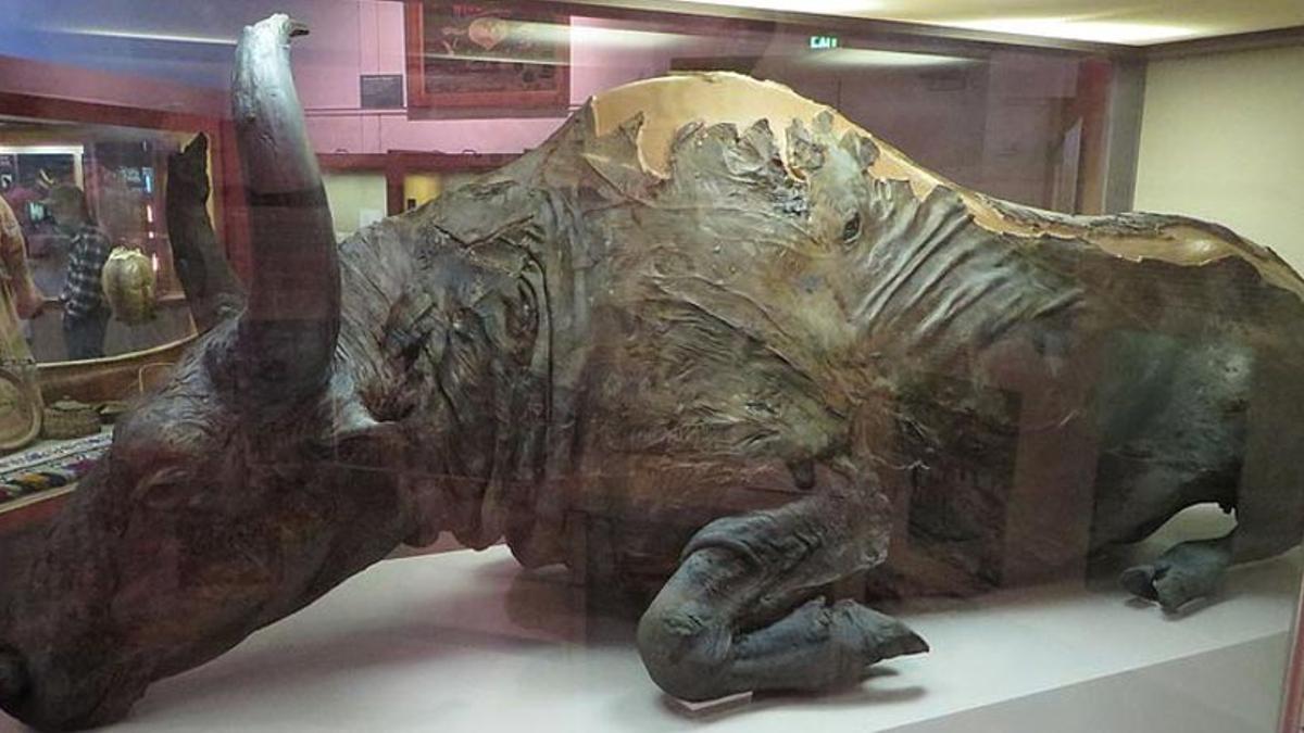 El bisonte de la Edad del Hielo Blue Babe, en el Museo de la Universidad de Alaska. La falta un poco de carne del cuello que sirvió para hacer un estofado.