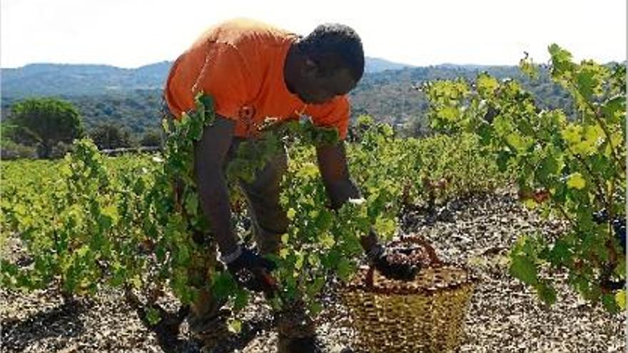 La verema d&#039;Espelt Viticultors va començar amb la collita del lledoner roig a les vinyes de Rabós d&#039;Empordà.