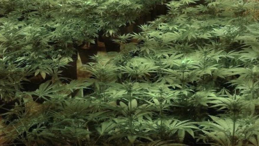 21 detenidos por cultivar marihuana a gran escala
