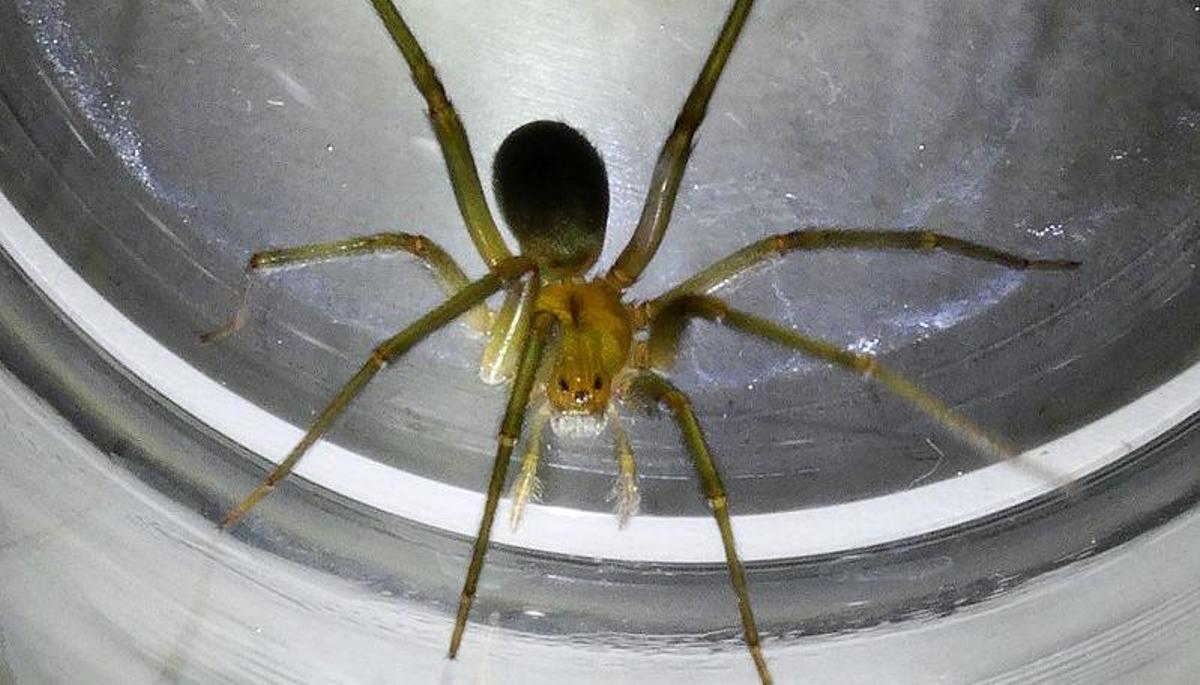 Un ejemplar de araña violinista.