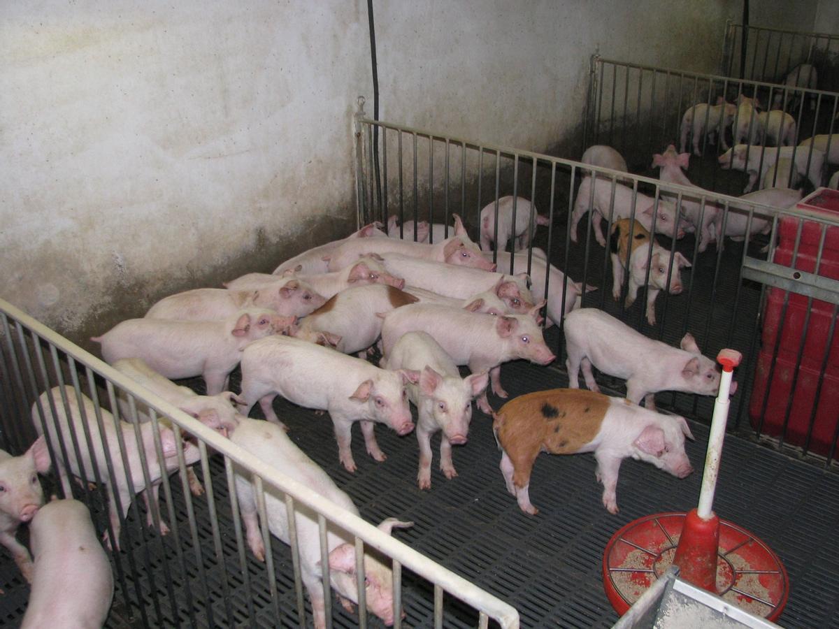 Porcs en una granja