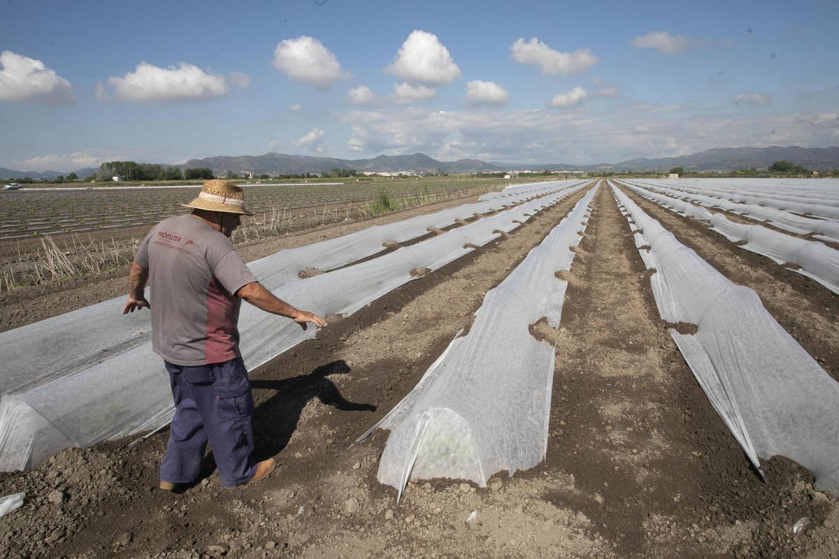 Una de las zonas del humedal donde se planta todavía.