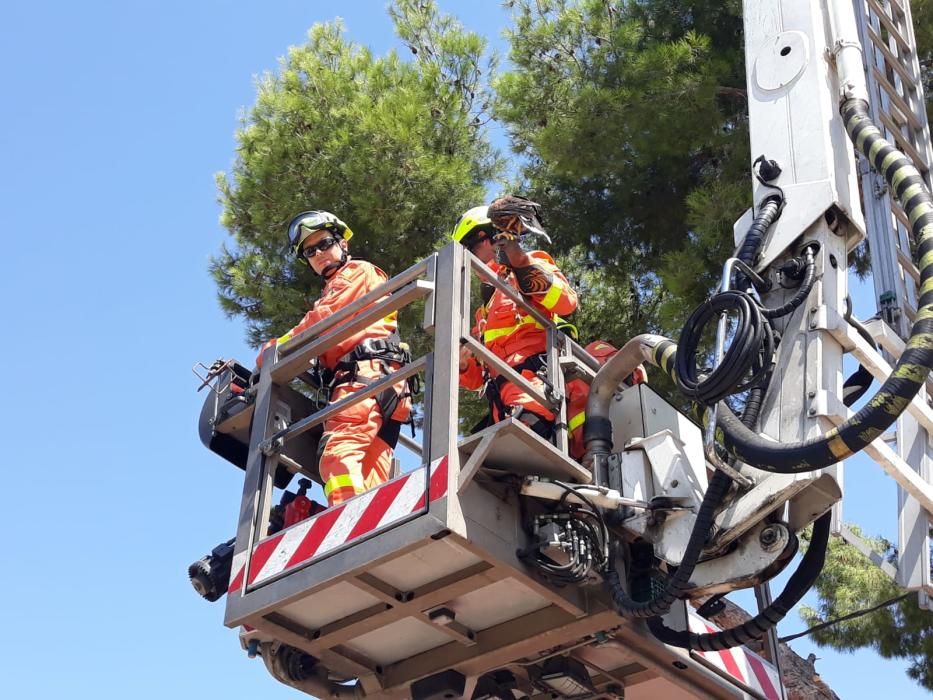 Los bomberos rescatan a un halcón atrapado en un árbol en l'Eliana