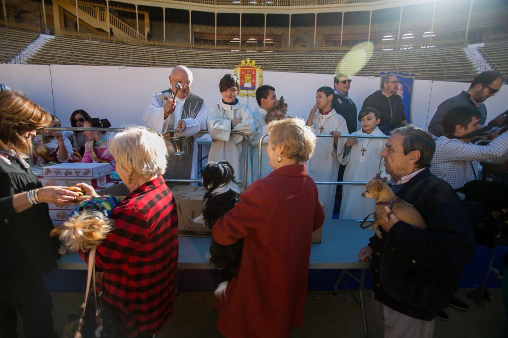 Bendición de los animales por el día de San Antón