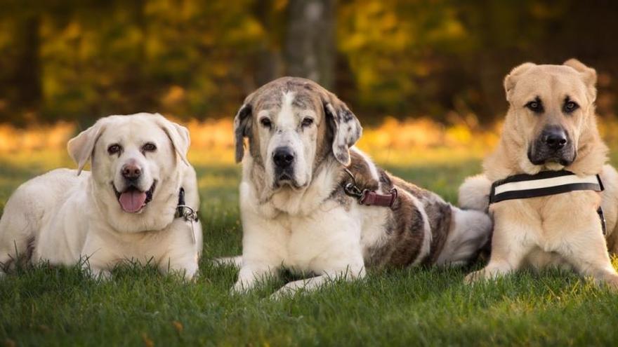 Estos son los nombres más puestos a los perros