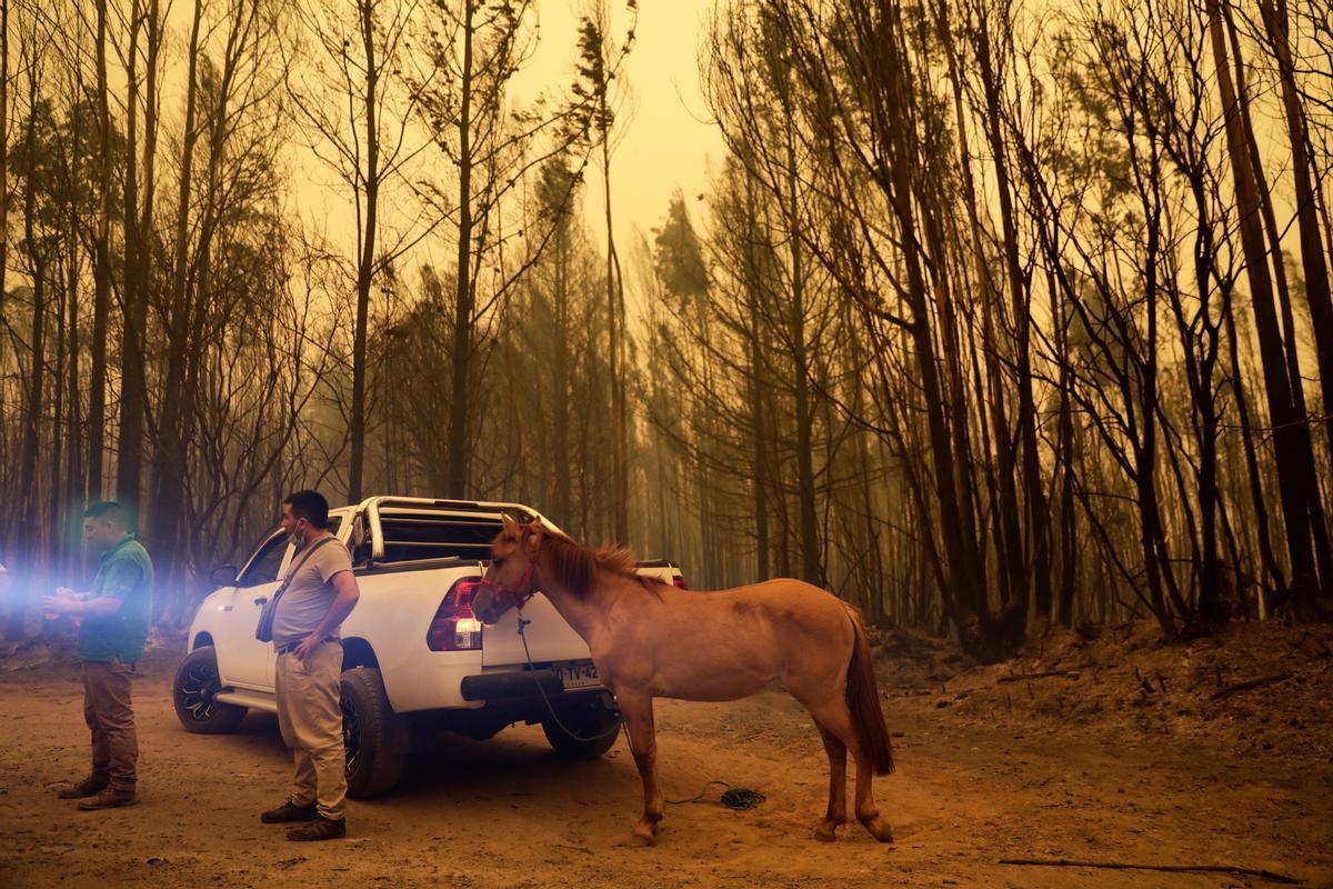 Los incendios que arrasan Chile dejan ya más de 20 muertos