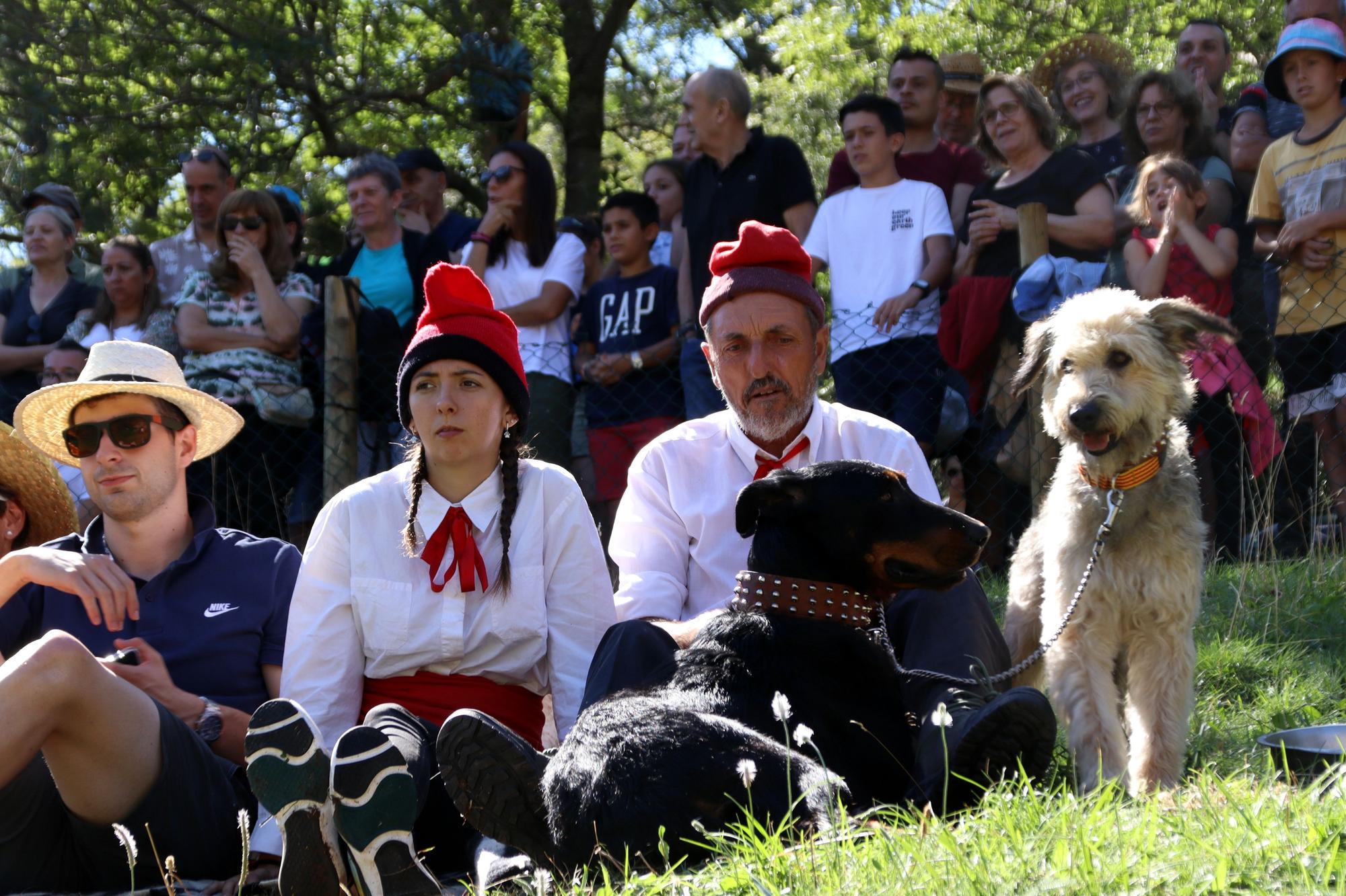 58è Concurs de Gossos d'Atura de Castellar de n'Hug