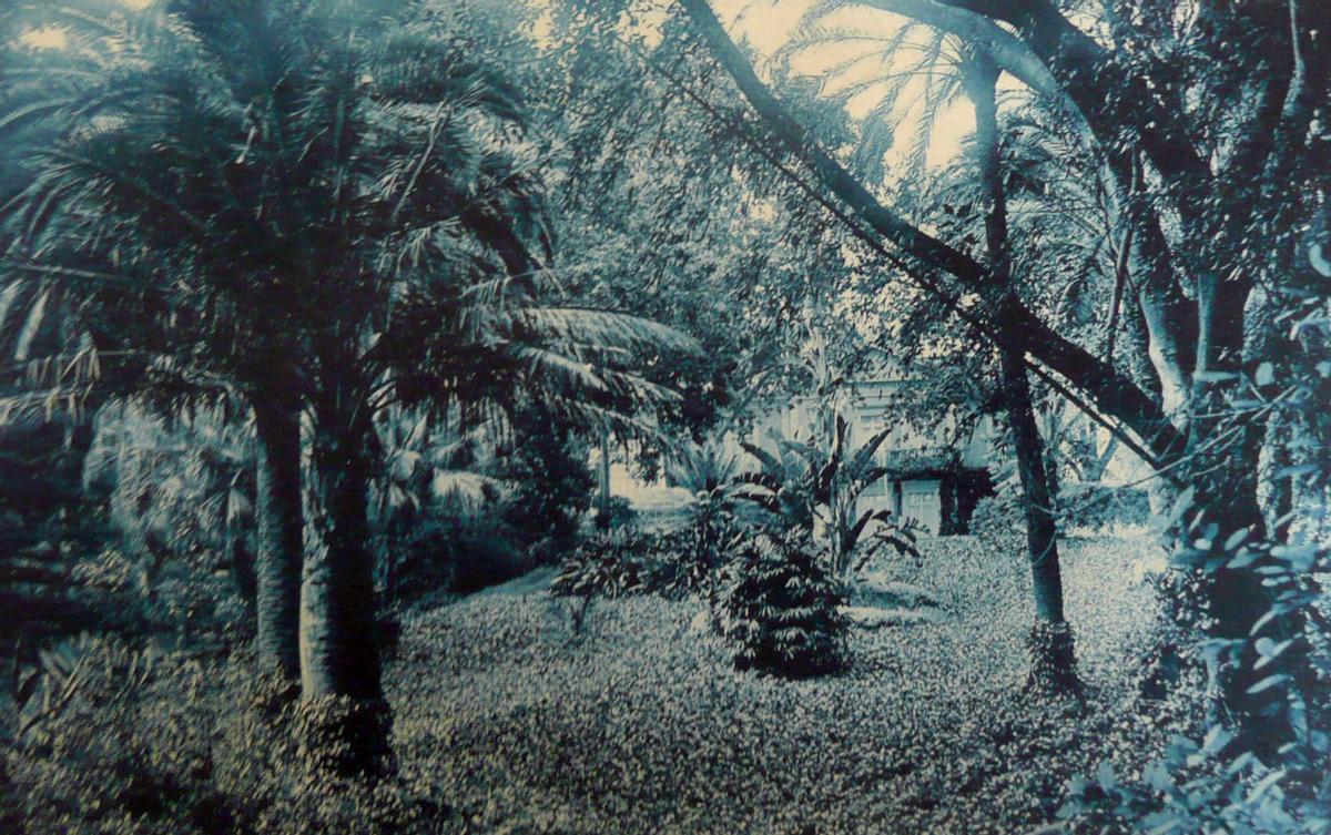 La palmera de Chile, primera por la izquierda, en una fotografía de 1926, en La Concepción.