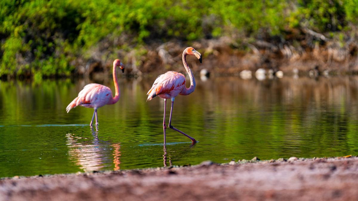Flamencos en su hábitat natural