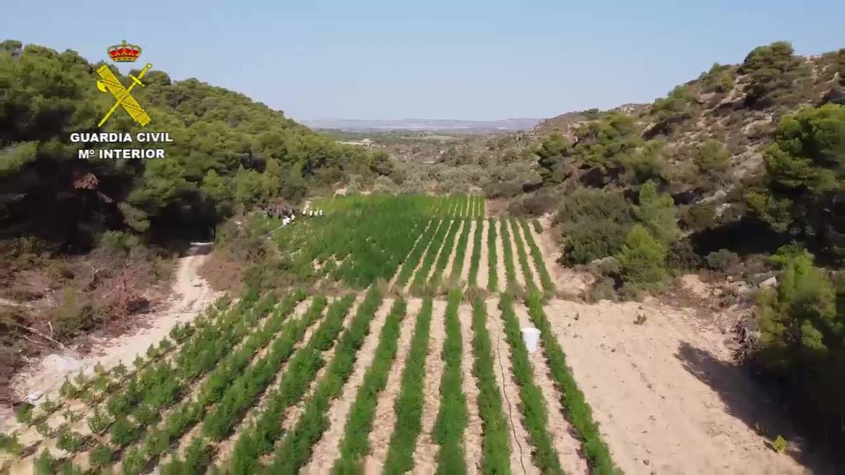 Operación 'Mariapilatos' de la Guardia Civil.