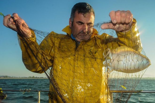 Pesca de chopo en la ría de Arousa