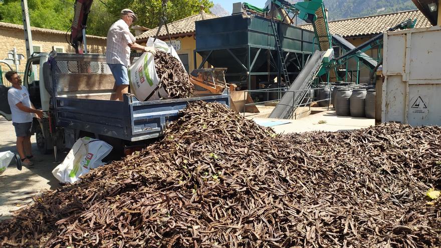 El valor de la algarroba se desploma a pocas semanas del inicio de la cosecha