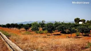 Terrenos equivalentes a 10 campos de fútbol: la jugada de Vila-real para liderar la innovación e investigación citrícola
