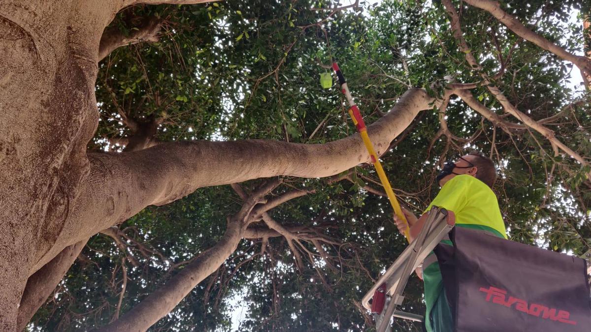 Foios empieza a tratar las plagas de los árboles con depredadores naturales  - Levante-EMV