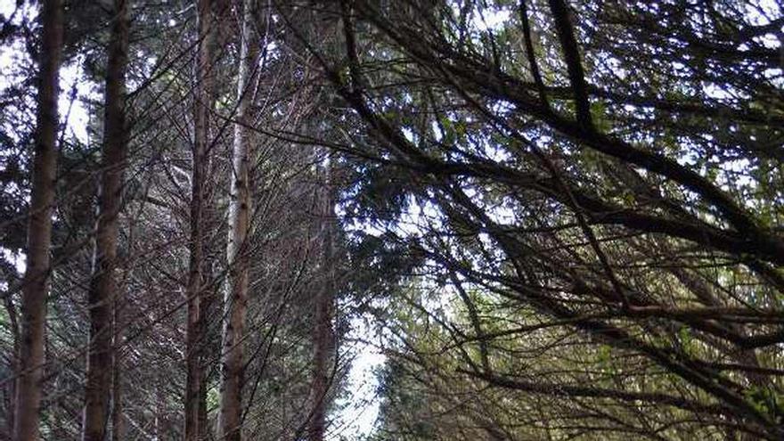 Una de las avenidas de los jardines de la Fonte Baixa.