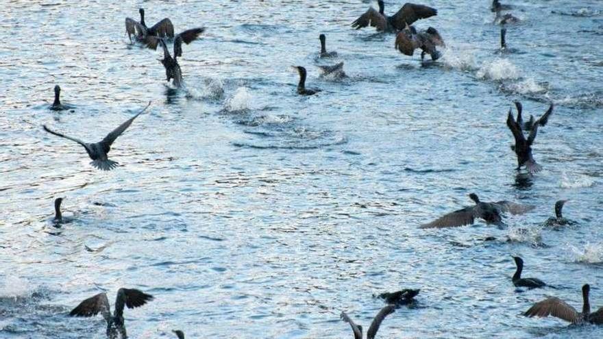 Ejemplares de cormorán, una especie invasora, en un coto del Ulla. // Ás Orillas do Ulla